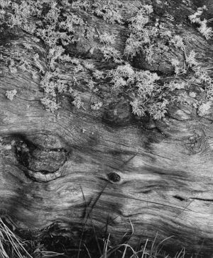Tree, Wolf Lichen